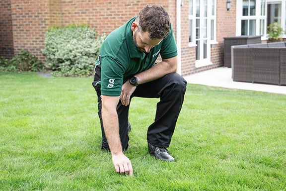 Greensleeves expert inspecting a lawn