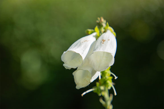 Close up of a white foxglove flower in a garden