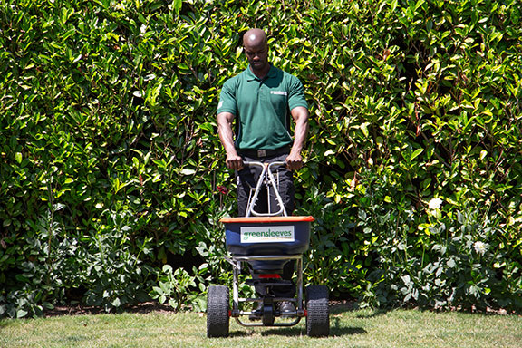 Greensleeves law expert using scarifier on a lawn