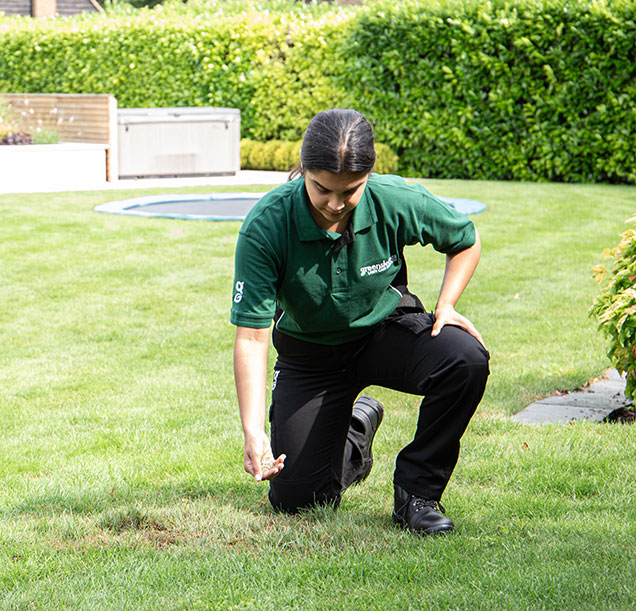 lawn expert overseeding a lawn