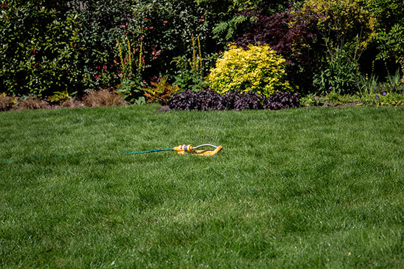 grass lawn with a sprinkler setup on it