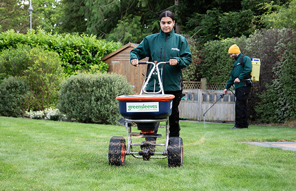 Two Greensleeves lawn specialists spreading fertiliser and spraying weed treatment over lawn