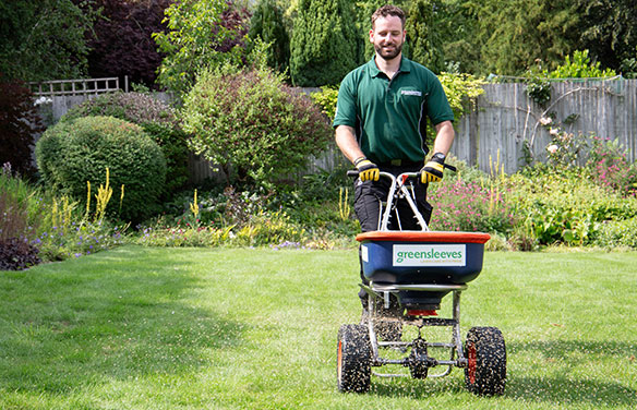 Greensleeves representative spreading fertiliser over lawn in autumn to revitalise the ground