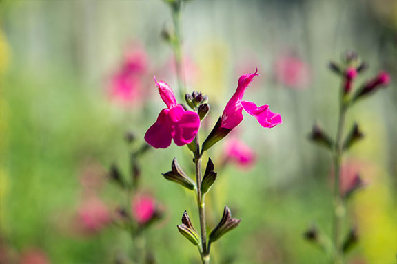 Close up image of a pink flower