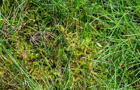 moss in lawn