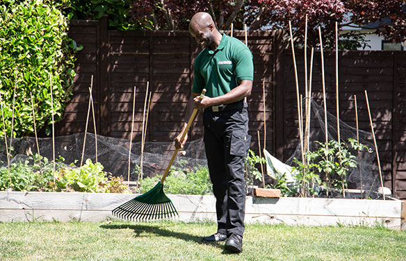 Greensleeves lawn specialist raking over grass in front of a vegetable patch