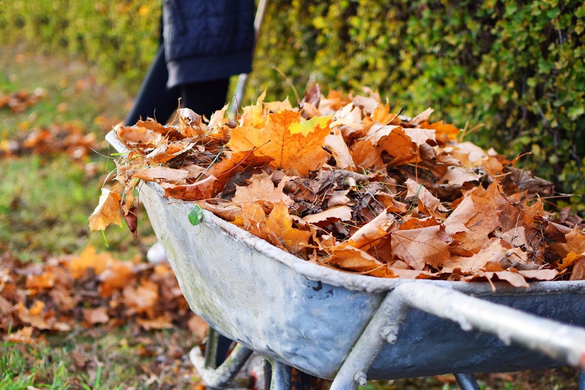 composting leaves