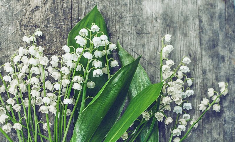 Lily of the valley
