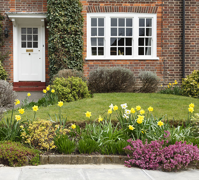 lawn in front of a house with daffodils around it