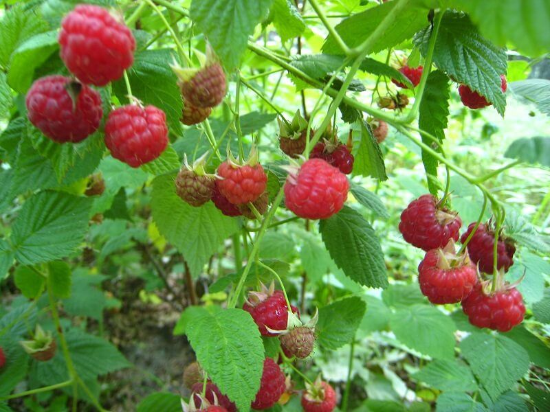 Raspberries