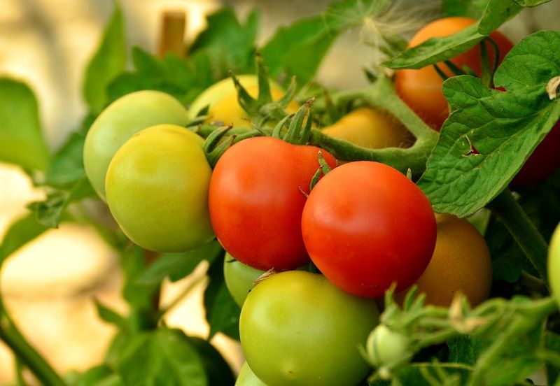 Tomatoes ready to be stored