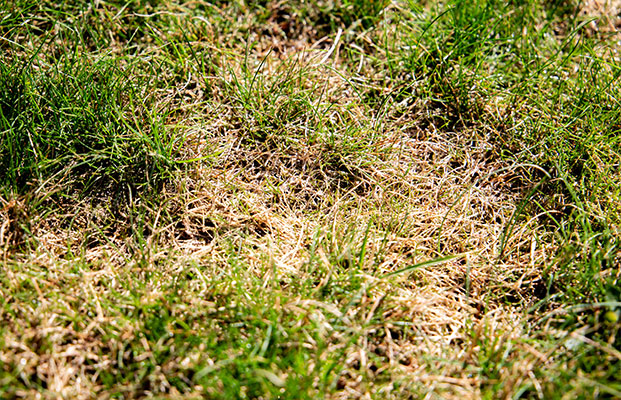 dry patch on lawn