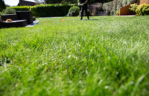 close up of green grass with lawn care expert working in background