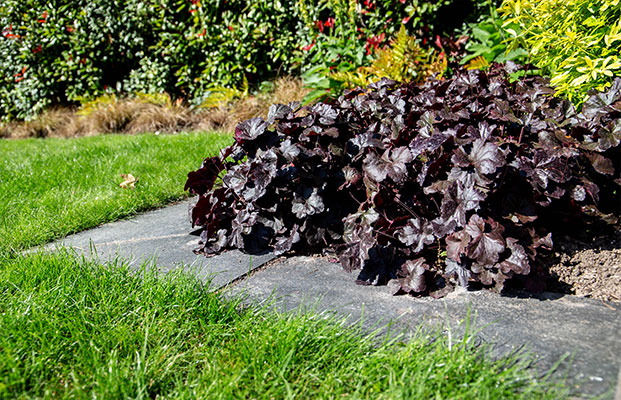 edging of lawn next to a shrub