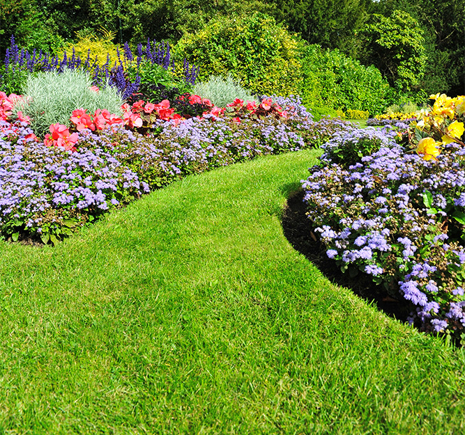 immaculate grass lawn in between colourful flower beds