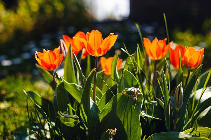 Tulips in a garden during the spring