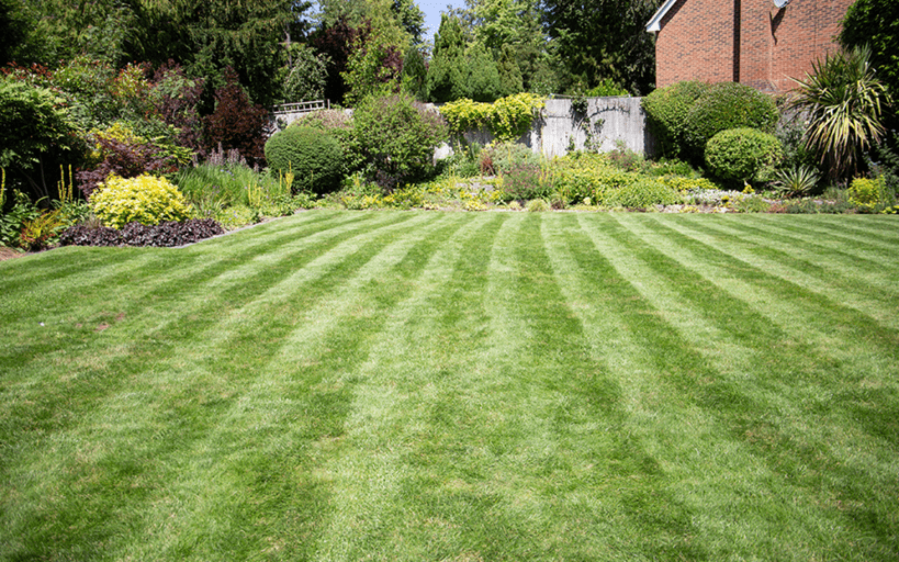 green grass after top dressing service