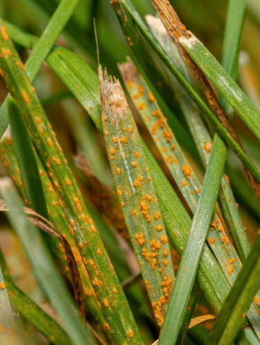 Greensleeves - Lawn Rust