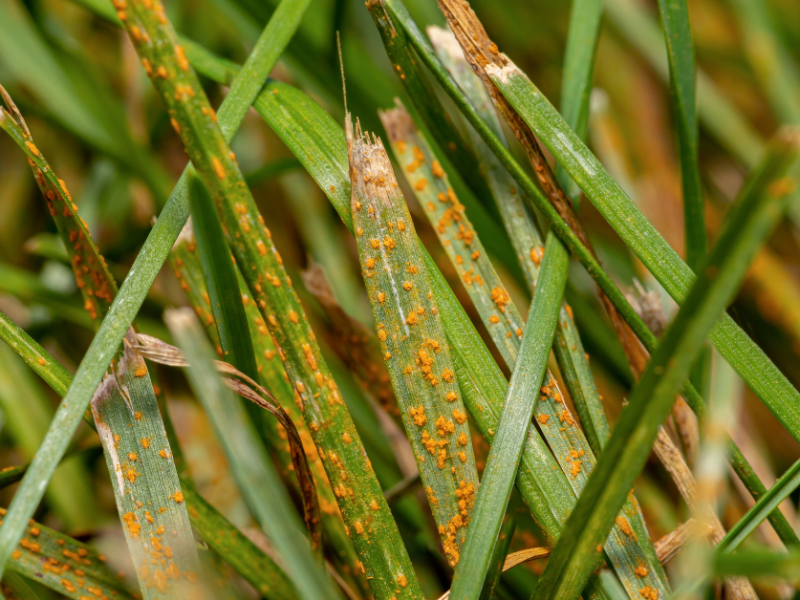 Greensleeves - Lawn Rust