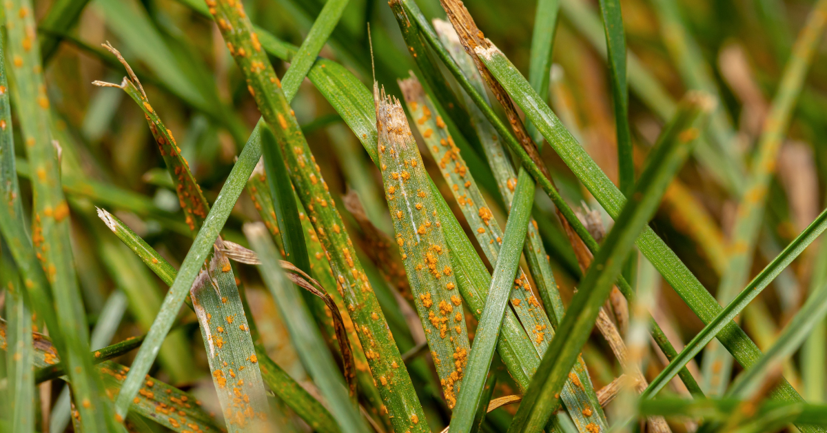 Greensleeves - Lawn Rust