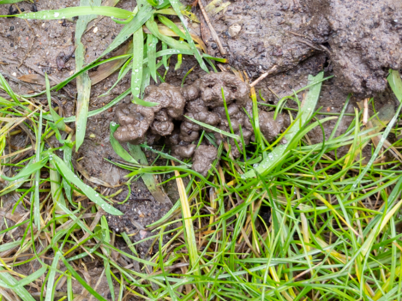 Worm casts on a lawn