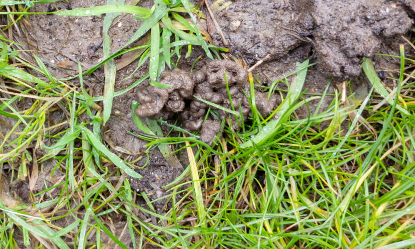 Worm casts on a lawn